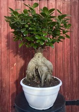 BONSAÏ FICUS GINSENG 10ANS