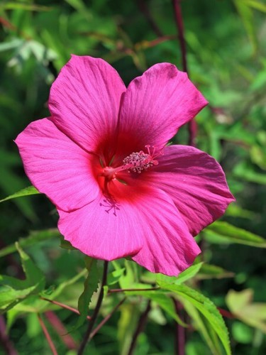 Hibiscus rosa sinensis - rosa-sinensis, 20