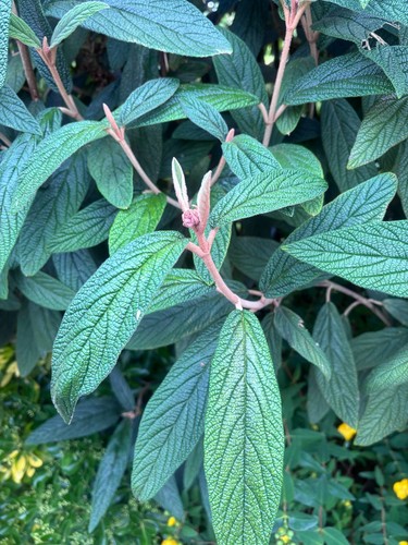 Viburnum rhytidophyllum - , x5