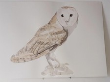 Effraie des clochers AQUARELLE