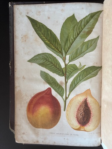 Revue horticole 1861 jardinage - revue,