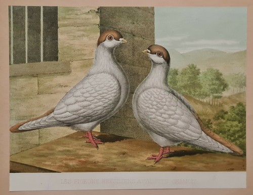 Les pigeons bresiliens - , à