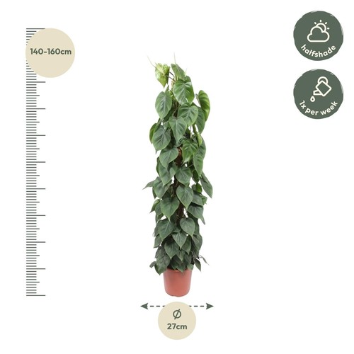 Bâton mousse philodendron - bâton, de