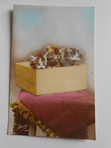 Cpa chats chatons - cpa,