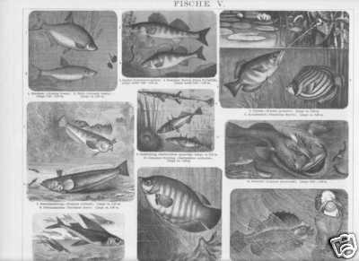 Poisson seeteufel zander - poisson,