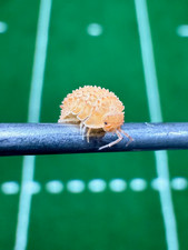 Isopodes Cristarmadillidium Muricatum Cloporte Vivarium Terrarium Bioactif