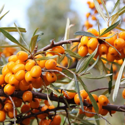 Hippophae rhamnoides