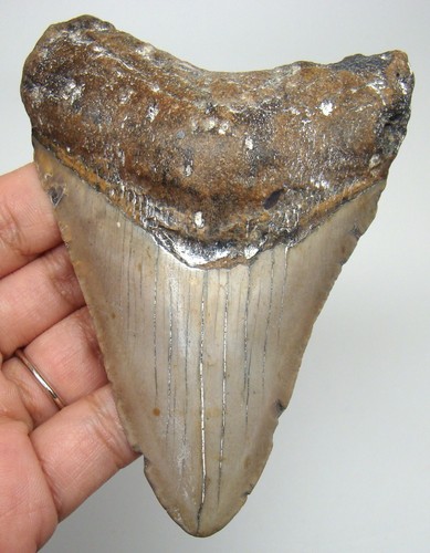 Megalodon shark tooth real - shark,