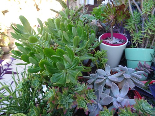 Lot plantes résistantes - lot,