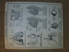 Ancienne carte affiche planche