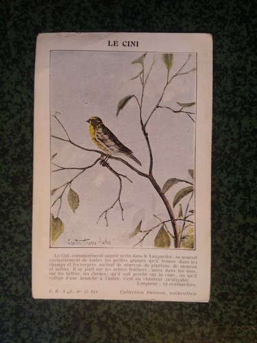 Cini serin canary - cini,