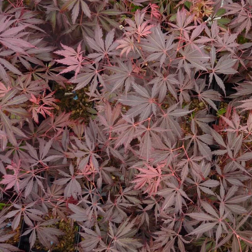 Acer palmatum burgundy - acer, lace'