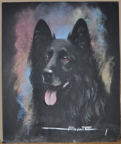 Chien berger belge - , groenendael