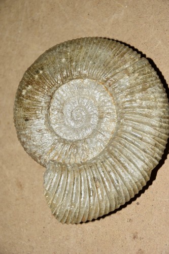 Ammonite passendorferia - ammonite,