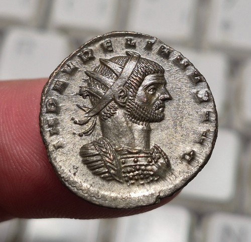 Aurélien aurélianus - 14,