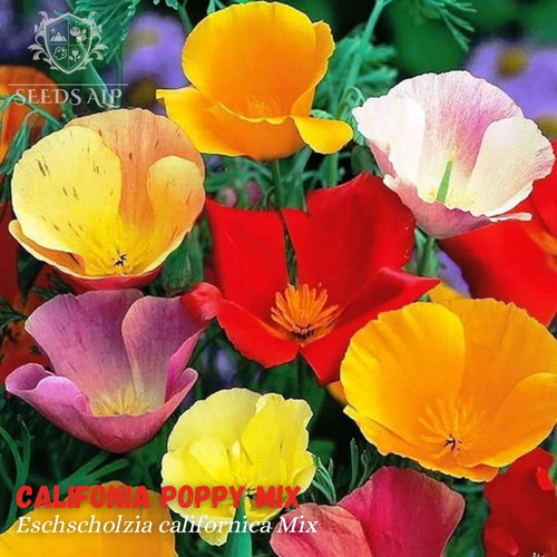 Pavot californie mix 3000 - californie,