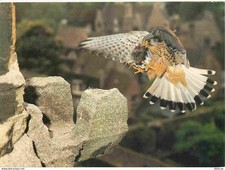 Animaux - Oiseaux - Kestrel at Peterborough Cathedral - Faucon crécerelle - Rapa