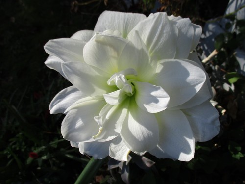 One amaryllis bulb marquis - amaryllis, "marquis"