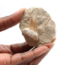 Dent fossile d’Otodus 65gr