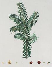 YEW - Taxus baccata - poisonous plant - redouté - color copperplate engraving 1801-1819