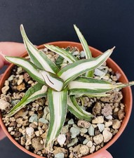 VERY RARE!! Agave Victoriae