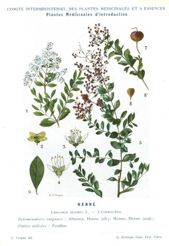 Botanique gravure plantes
