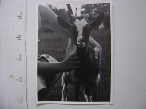 Photo une chevre - d'une,