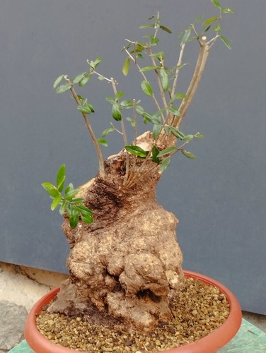 Bonsaï olivier 30 cm - 40,