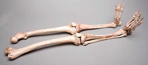 Halloween horror aged skeleton - halloween,