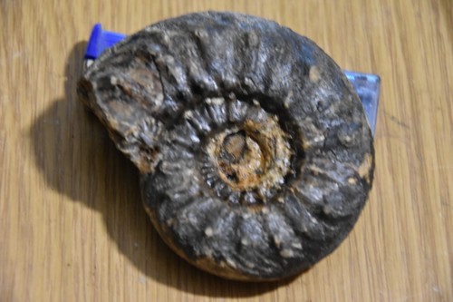 Ammonite prohungarites trias - ammonite,