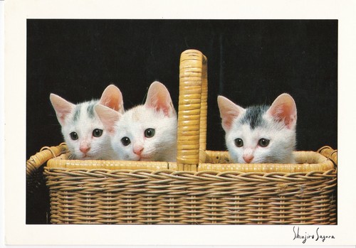 Chatons