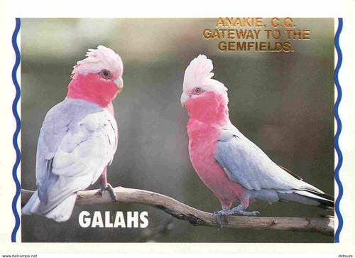 Carte postale animaux - postale,