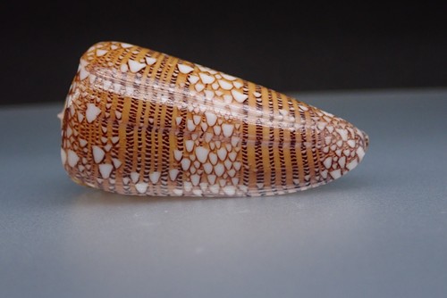 108 sea shells conus - -, -conus