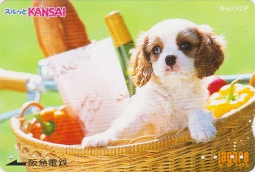 Carte japon animal chien - -,