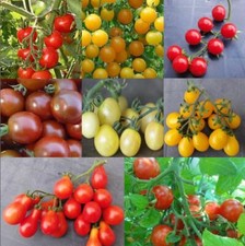 LOTS DE 5 SACHETS DE 20