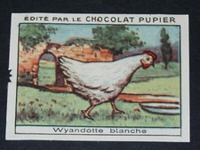 Chromo chocolat pupier - chocolat,