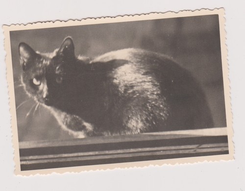 Antique photo black - photo,