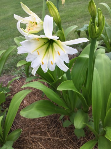 Spider lily peruvian - spider, lily,