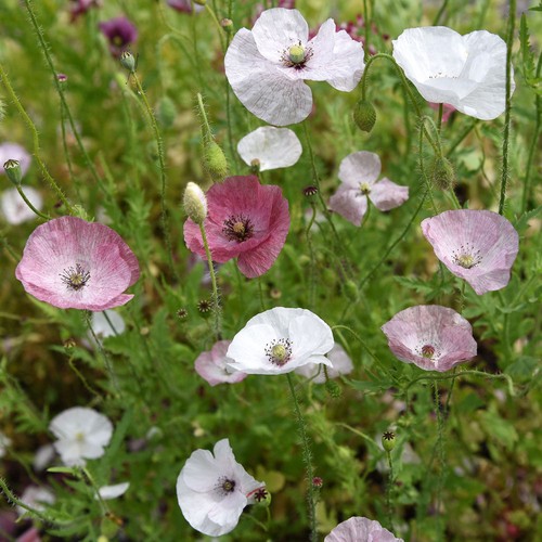 Coquelicot soie nacre - -,