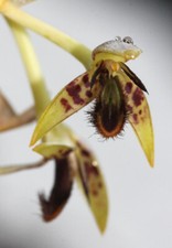 Bulbophyllum schinzianum /