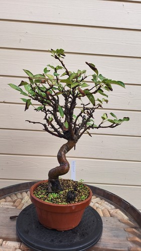Bonsaï pommier petites - pommier,