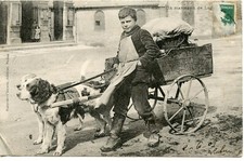 CP / A VEGETABLE MERCHANT // DOG HARNESS / PUBLISHER SUZAINE PIERSON SEDAN