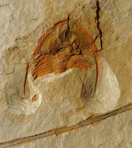Trilobite cambrien - trilobite, de
