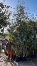 grand eucalyptus gunni 3m