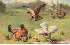 BIRDS #MK48883 CHICKEN ROOSTER CHICKS AND FALCON ATTACK