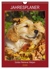 Planificateur annuel Golden Retriever chiots (Calendrier mural 2026 DIN A4 verti