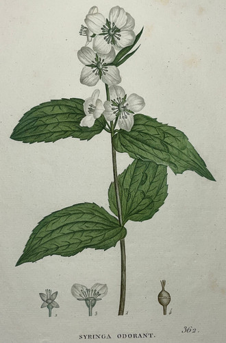 Syringa odorant arbuste - syringa,