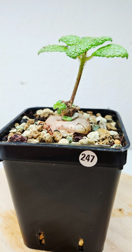 Sinningia bullata live - sinningia,