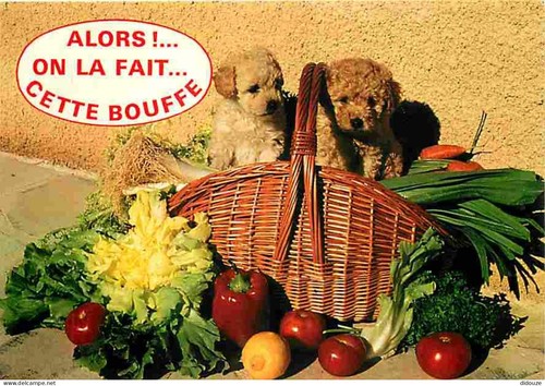 Carte postale animaux - animaux,