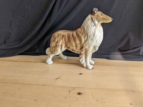 Chien beswick border collie - chien,